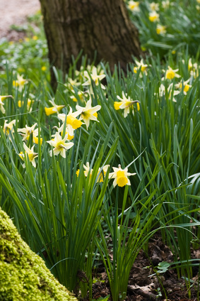 Daffodils in Spring-copyright Colette/Fotolia.com