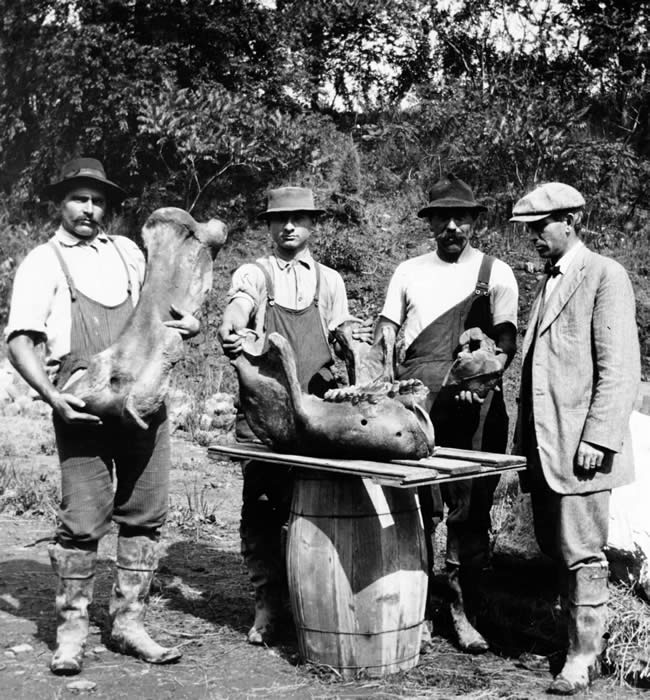 Pope Mastodon Remains Discovered