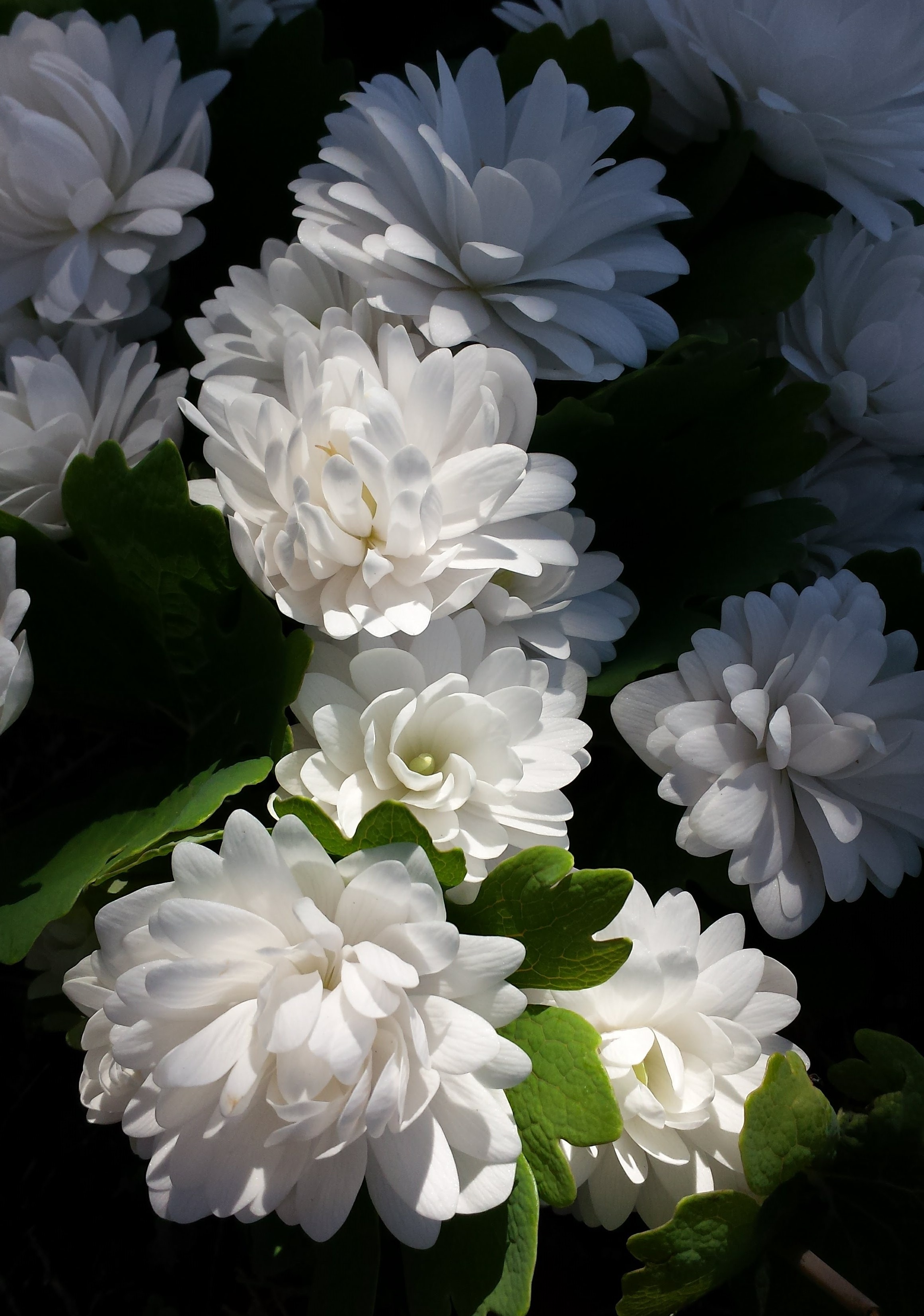 Bloodroot-courtesy of presenter