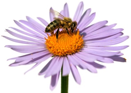 Flower and Bee-copyrighted image